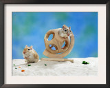 Gerbil at Play Prints by  Steimer