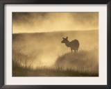 Elk / Red Deer Female in Mist at Dawn, Yellowstone National Park, Wy, USA, North America Prints by Pete Cairns