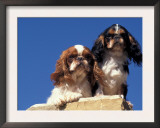 Two King Charles Cavalier Spaniel Adults on Wall Art by Adriano Bacchella