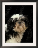 Shih Tzu with Hair Cut Short Prints by Adriano Bacchella