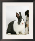 Tricolour Border Collie Puppy with Blue Dutch Rabbit Posters by Jane Burton