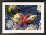 Blood Star, with Limpets and Barnacles Exposed at Low Tide, Tongue Point, Washington, USA Print by Georgette Douwma
