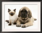 English Mastiff Puppy with Young Birman-Cross Cat Prints by Jane Burton