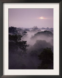 Dawn Over Canopy of Tai Forest, Cote D'Ivoire, West Africa Posters by Michael W. Richards