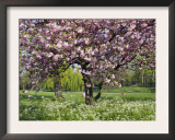 Cherry Tree, in Blossom, Regents Park, London, UK Prints by Georgette Douwma