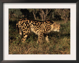 King Cheetah (Acinonyx Jubatus), De Wildt Game Park, South Africa Prints by Tony Heald