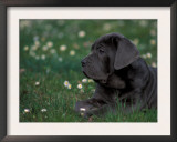 Black Neopolitan Mastiff Puppy Lying in Grass Posters by Adriano Bacchella