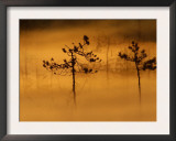 Scots Pines, in Morning Mist, Finland Posters by Staffan Widstrand