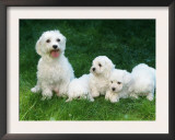Maltese with Puppies Prints by Petra Wegner