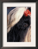 Shih Tzu Profile with Hair Tied Up Posters by Adriano Bacchella