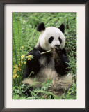 Giant Panda, Wolong Nr, Qionglai Mts, Sichuan, China Prints by Lynn M. Stone
