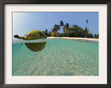 Coconut Floating on Water, Indo-Pacific, Split-Level, Dispersal of Seed Art by Jurgen Freund