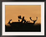 Male Fallow Deer, Silhouettes at Dawn, Tamasi, Hungary Poster by Bence Mate