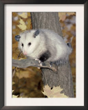 Virginia Opossum in Tree USA Posters by Lynn M. Stone