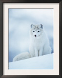 Arctic Fox Male Portrait, Norway Posters by Pete Cairns