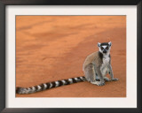 Ring-Tailed Lemur (Lemur Catta) Berenty Reserve, Madagascar Posters by Pete Oxford