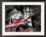 Harlequin Shrimp, Male and Female with Starfish Prey, Andaman Sea, Thailand Print by Georgette Douwma