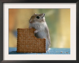 Gerbil Eating Biscuit Posters by  Steimer