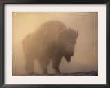 Bison, Bull Silhouetted in Dawn Mist, Yellowstone National Park, USA Posters by Pete Cairns