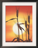 Texture, Sunrise Over Wheat Print