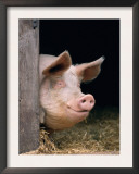 Domestic Pig Looking out of Stable, Europe Poster by  Reinhard