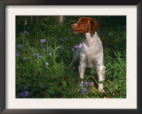 Brittany Spaniel, Domestic Gundog, USA Posters by Lynn M. Stone