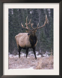 Elk Deer Stag in Snow, Jasper National Park, Canada Posters by Lynn M. Stone
