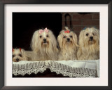 Four Maltese Dogs Sitting Together with One Lying Down Posters by Adriano Bacchella