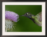 Magnificent Hummingbird, Adult Feeding on Garden Flowers, USA Posters by Dave Watts