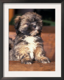 Lhasa Apso Puppy Portrait Posters by Adriano Bacchella
