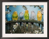 Six Budgerigars (Melopsittacus Undulatus) Prints by  Reinhard