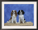 Dogs, Two Cavalier King Charles Spaniels on Basket Prints by Petra Wegner