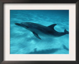 Atlantic Spotted Dolphin and Shadow on Seabed, Bahamas Art by Todd Pusser