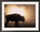 Young Bison, Getting Warmth from Steaming Geyser, Yellowstone, USA Prints by Pete Cairns