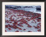 Masses of Christmas Island Red Crabs Spawning on the Beach Prints by Jurgen Freund