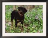 Rottweiler Dog in Woodland, USA Posters by Lynn M. Stone
