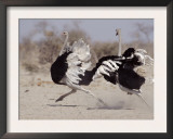Two Male Ostriches Running During Dispute, Etosha National Park, Namibia Prints by Tony Heald