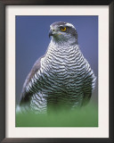 Northern Goshawk, Male Close-Up, Scotland Art by Pete Cairns
