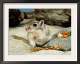 Gerbils at Play Prints by  Steimer