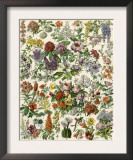Flowering Shrubs, Including Peony, Rose, Lilac, Echinopsis, Fuschia, Laurel, Magnolia, Rhododendron Poster