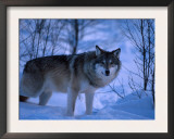 European Grey Wolf Male in Snow, C Norway Prints by Asgeir Helgestad