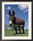 Domestic Donkey, Wisconsin, USA Art by Lynn M. Stone