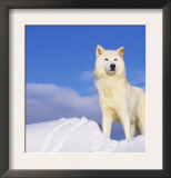 Arctic Grey Wolf in Snow, Idaho, USA Prints by Tom Vezo