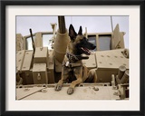 US Air Force Military Working Dog Sits on a US Army M2A3 Bradley Fighting Vehicle Posters by Stocktrek Images 