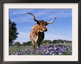 Texas Longhorn Cow, in Lupin Meadow, Texas, USA Prints by Lynn M. Stone
