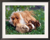 Domestic Guinea Pig with Young, Europe Art by  Reinhard