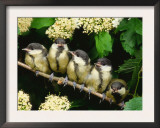 Great Tits, Five Fledgelings Perched in Row (Parus Major) Europe Print by  Reinhard