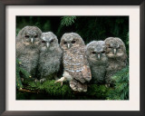 Five Young Tawny Owls, Germany Posters by  Delpho