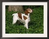 Brittany Spaniel, Domestic Gundog, USA Prints by Lynn M. Stone