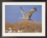 Sandhill Crane in Flight, Bosque Del Apache National Park, NM, USA Prints by Rolf Nussbaumer